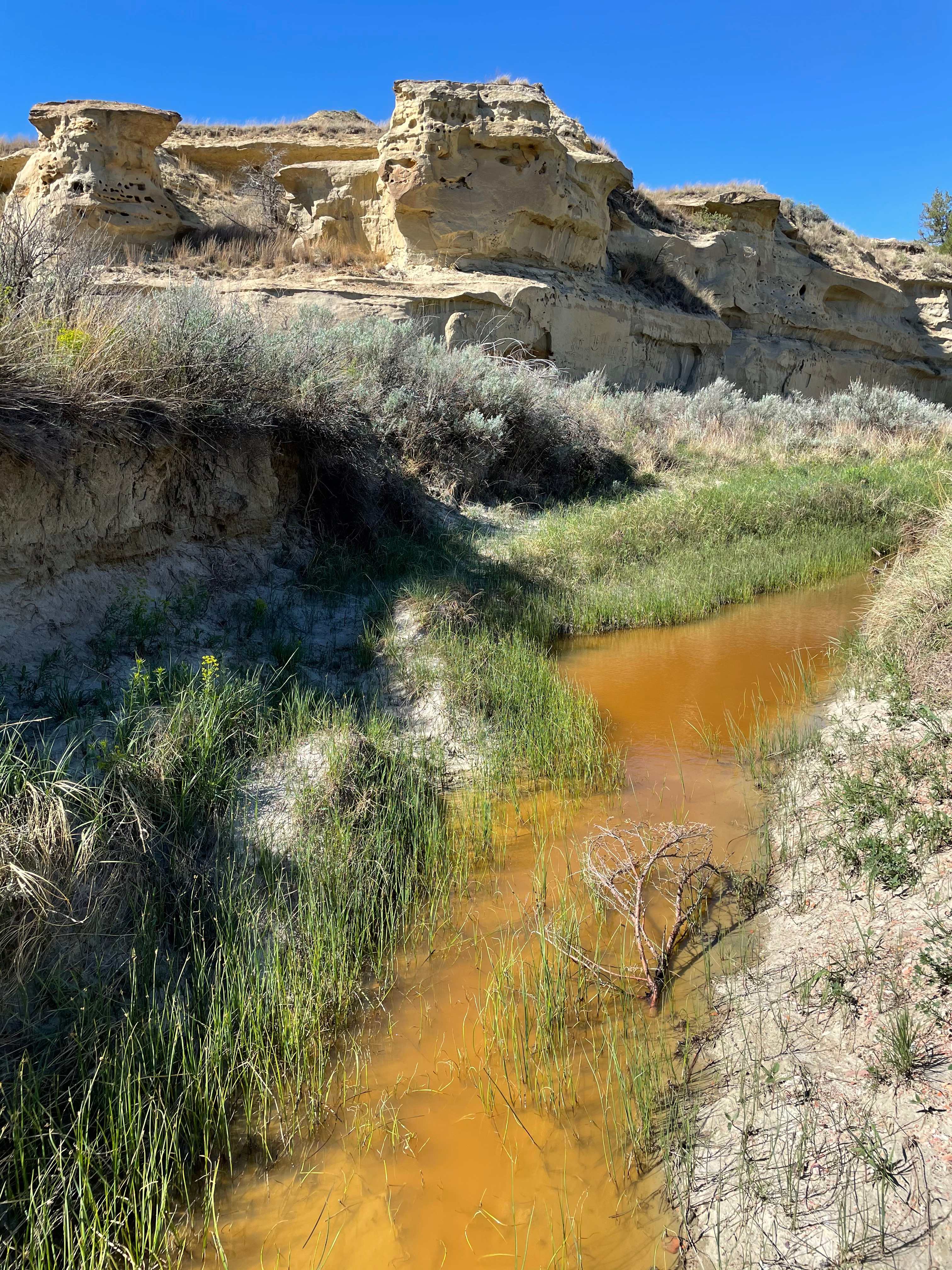 Theodore Roosevelt NP